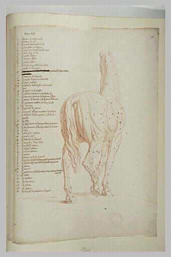 Cheval écorché, debout, vu de trois quarts et par derrière_0