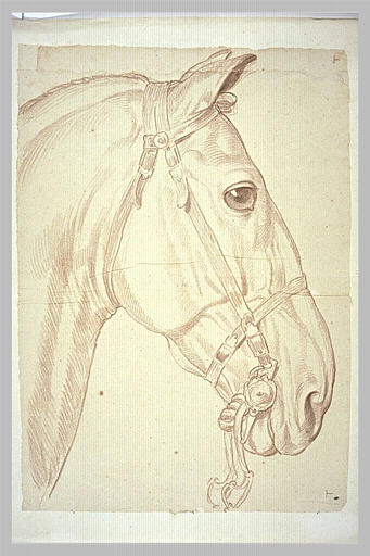 Tête de cheval bridée, de profil vers la droite_0