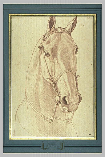 Encolure et tête de cheval bridée, de face_0