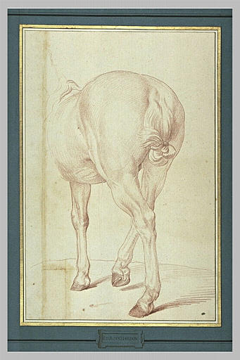 Partie postérieure d'un cheval debout, vu de dos_0