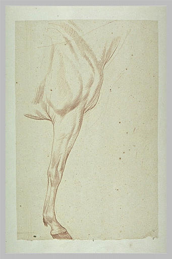 Poitrail, épaule et jambe antérieure d'un cheval tourné vers la droite_0