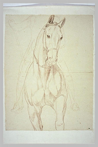 Partie antérieure d'un cheval et indication du cavalier, de face_0