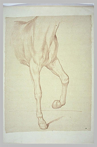 Poitrail et jambes antérieure d'un cheval, tourné vers la droite_0