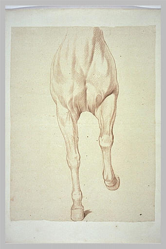 Poitrail et jambes antérieures d'un cheval, vu de face_0