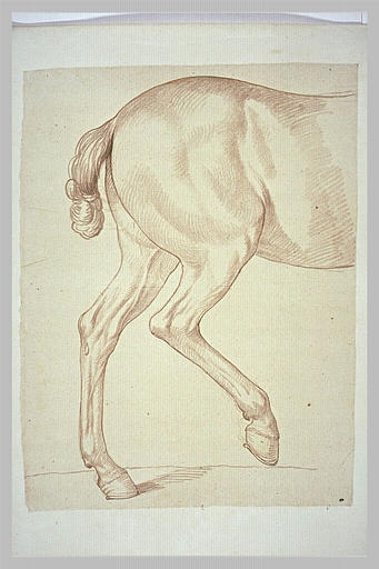 Partie postérieure d'un cheval, tourné vers la droite_0
