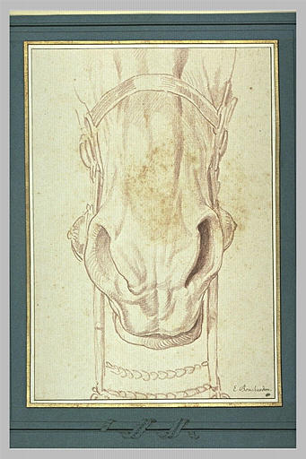 Chanfrein, naseaux et lèvres d'un cheval bridé_0
