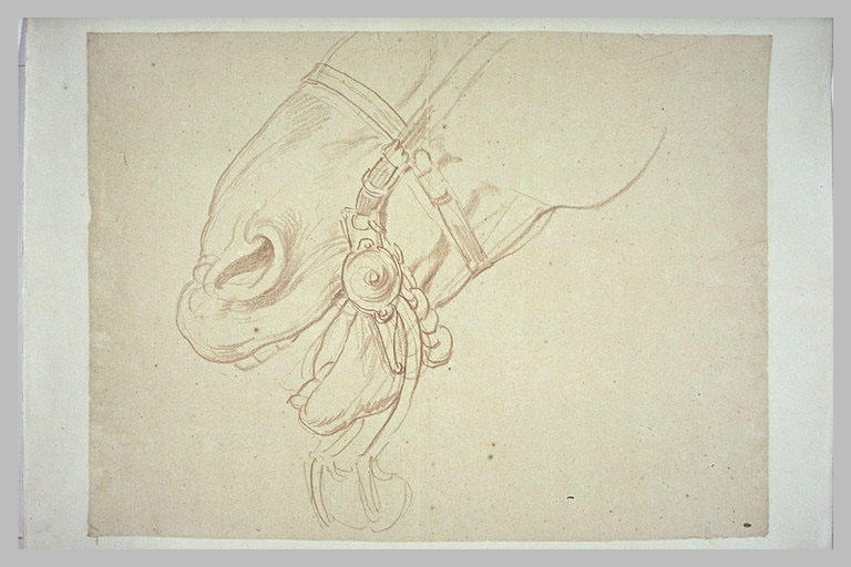 Naseaux et lèvres d'une tête de cheval bridée, de profil_0