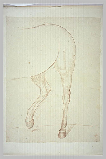 Partie postérieure d'un cheval, vue de trois quarts vers la gauche_0