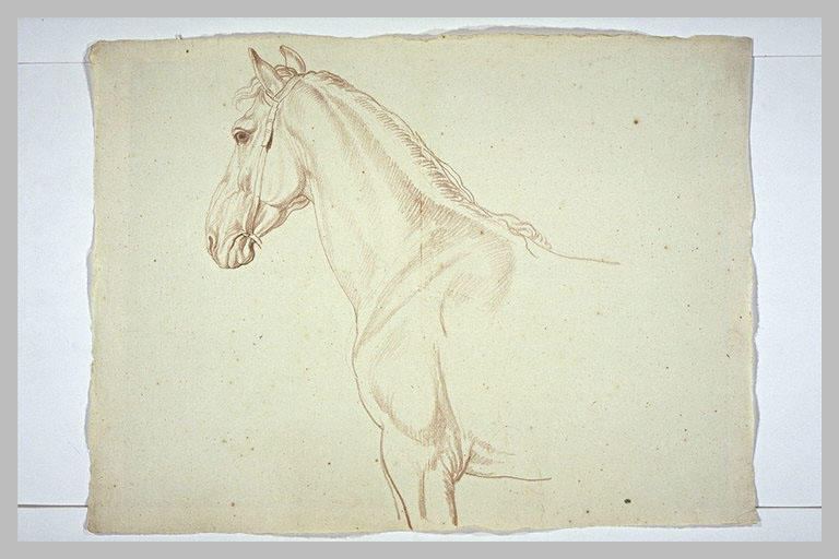Tête, encolure et épaule d'un cheval, tourné vers la gauche_0