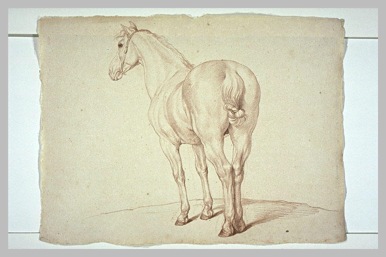 Cheval, tourné de trois quarts vers la gauche, de dos_0