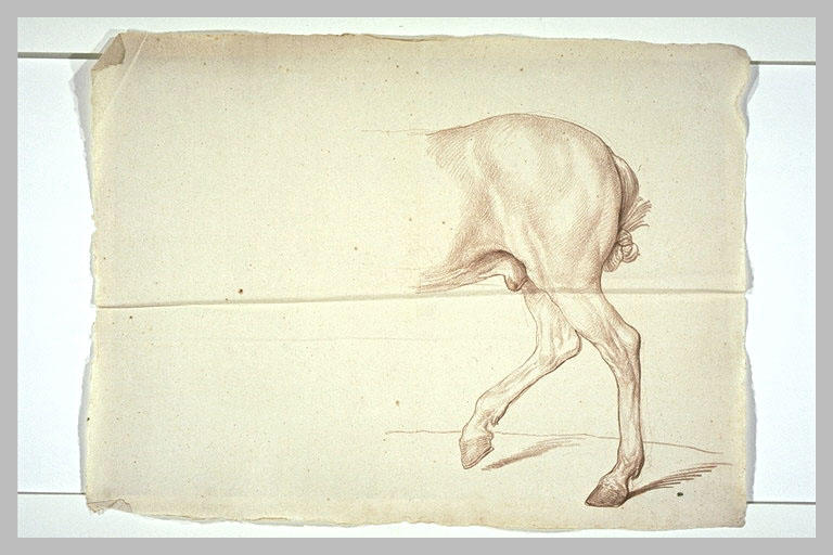 Partie postérieure d'un cheval, de profil vers la gauche_0
