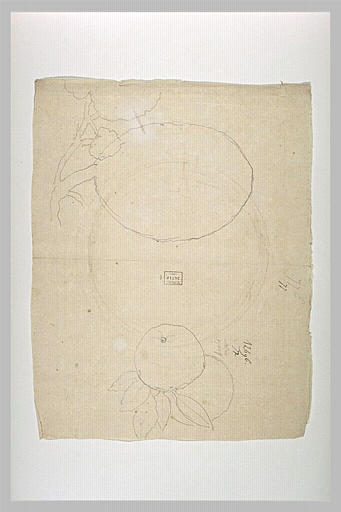 Études de fruits et de feuilles pour la statue équestre de Louis XV_0
