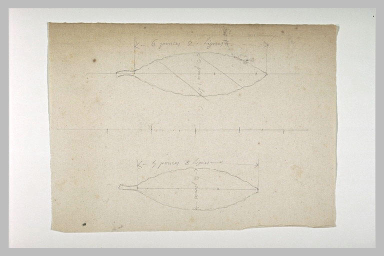 Deux études de feuilles d'olivier pour la statue équestre de Louis XV_0