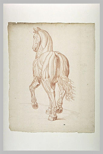Cheval debout, écorché, de dos_0