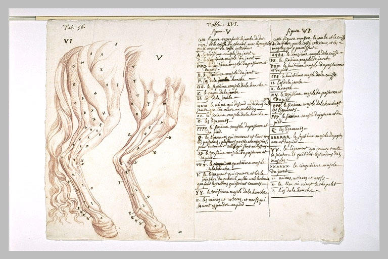 Deux études de patte et cuisse droite d'un cheval écorché_0