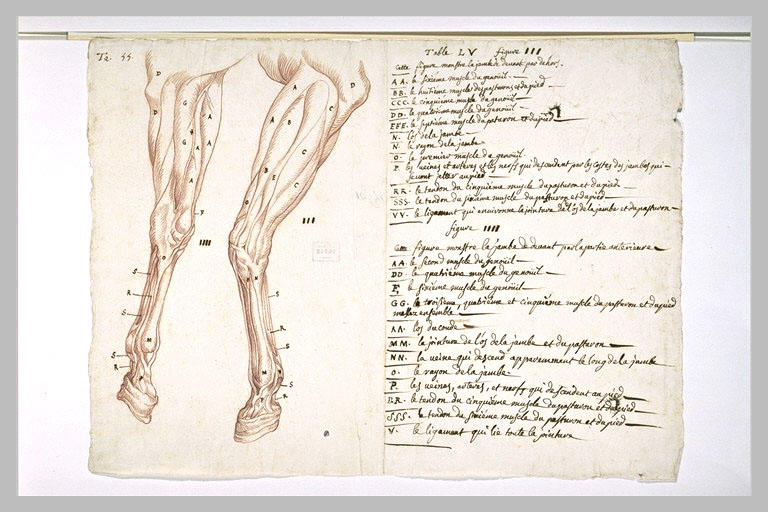 Deux études de jambes gauche d'un cheval écorché, et indications des muscles_0