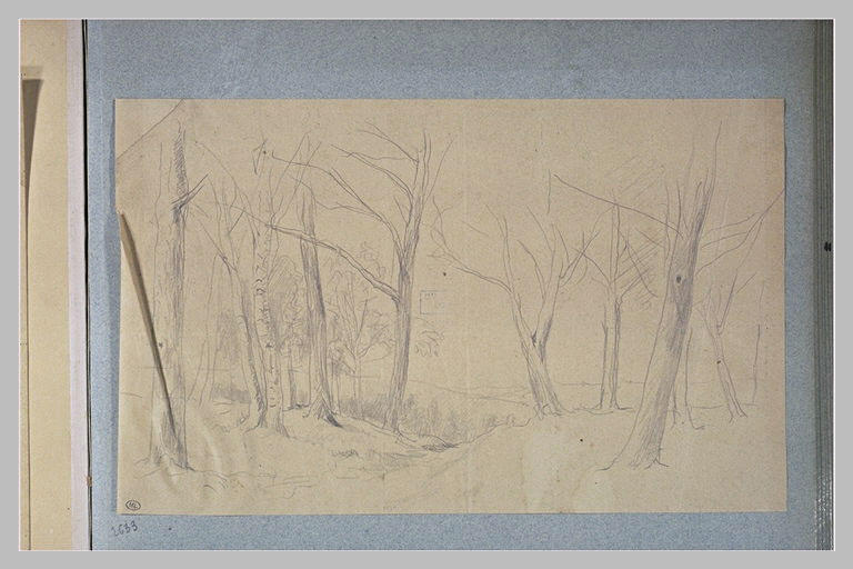 Paysage de sous-bois_0