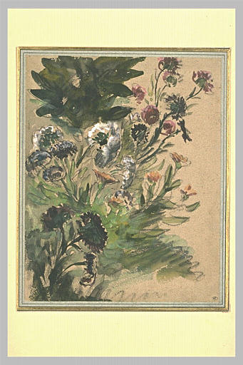 Etude de fleurs : soucis, hortensias et reines marguerites_0