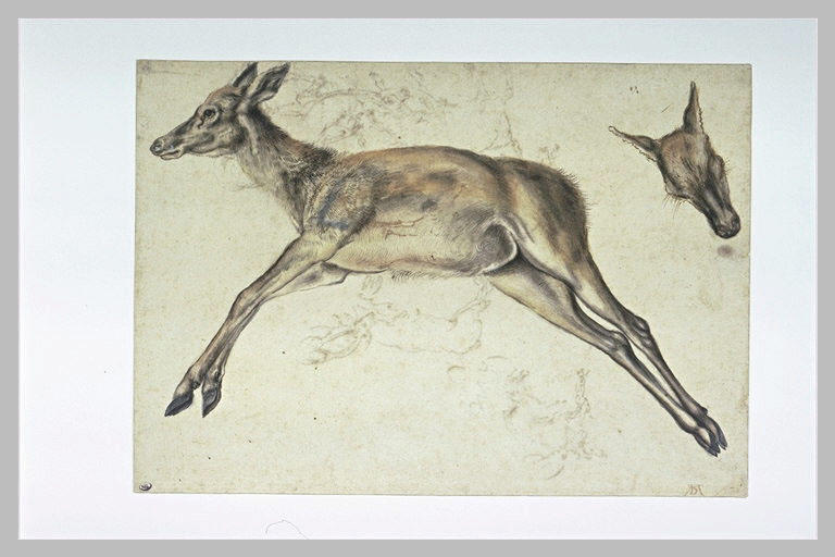 Une biche morte, les quatre membres étendus et une tête de biche_0
