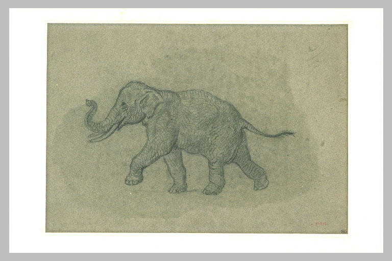 Etude pour l'éléphant d'Afrique marchant, de profil vers la gauche_0