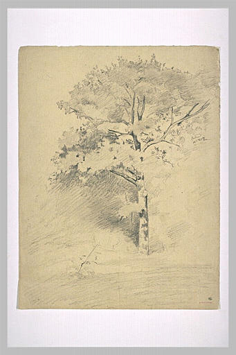 Etude d'arbre_0