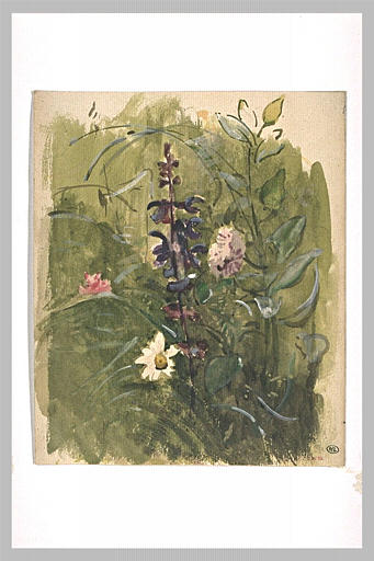 Etude de fleurs : digitales, marguerites_0