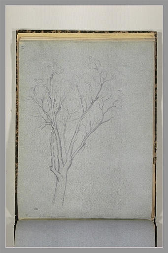 Etude d'arbre_0