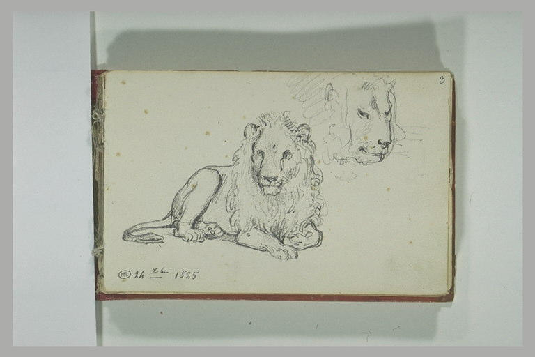 Lion couché ; reprise de la tête_0