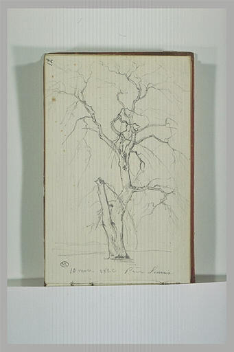 Etude d'arbre, près de Sceaux_0