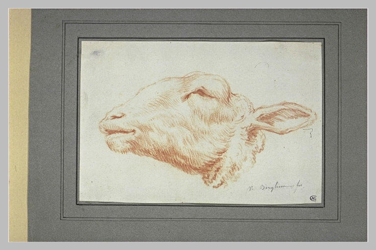 Tête de mouton, tournée vers la gauche_0