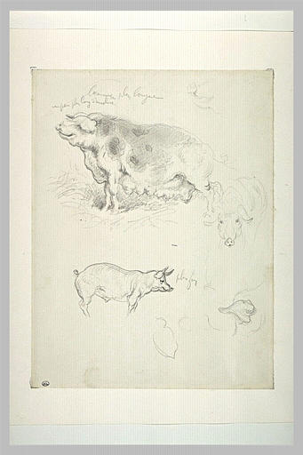 Etudes de truies et d'un porcelet_0