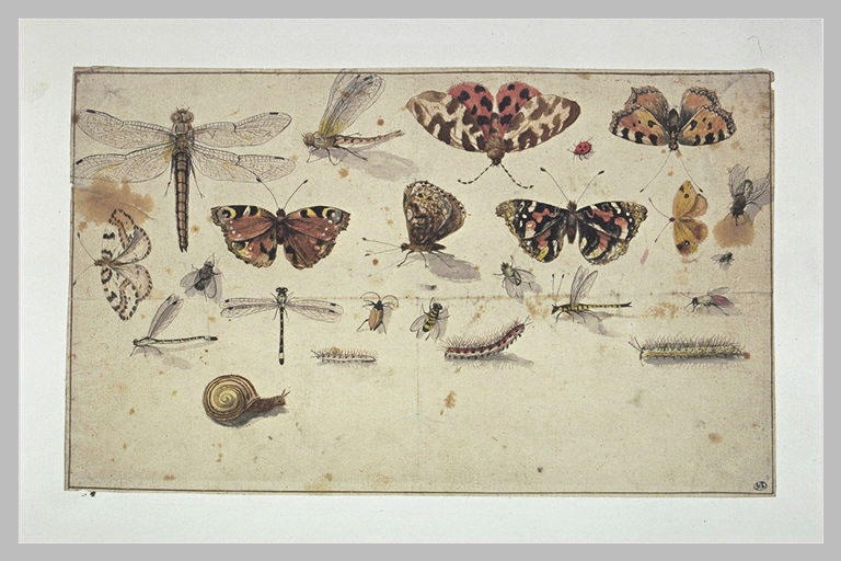 Etudes : papillons, libellules, mouches, chenilles, escargot_0