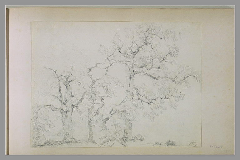 Etude d'arbres_0