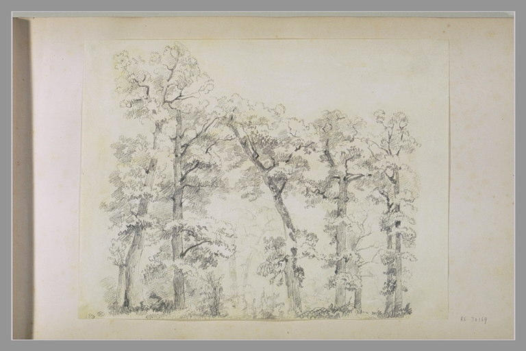 Etudes d'arbres_0