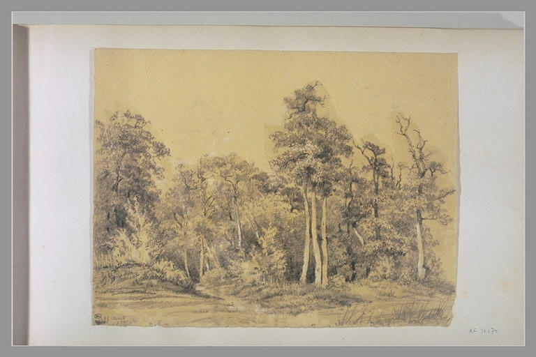 Lisière de forêt_0