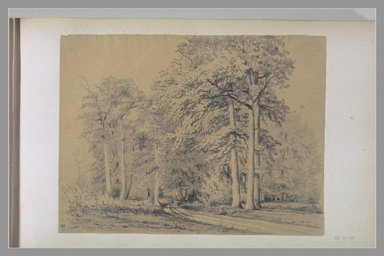Chemin dans la forêt_0