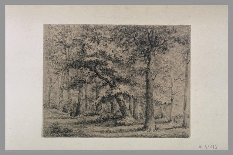 Etudes d'arbres_0