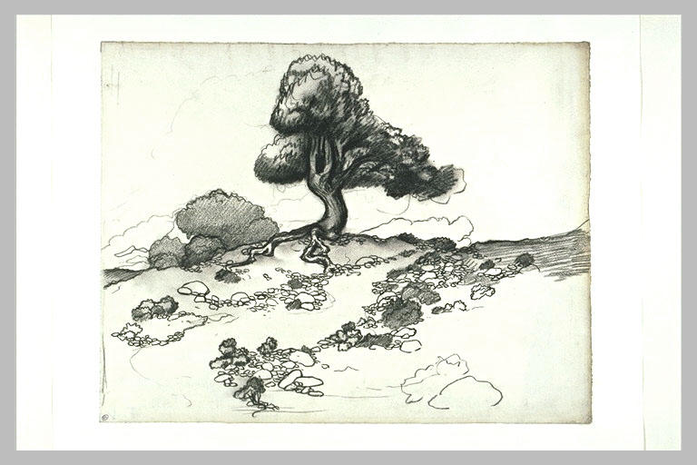 L'Arbre aux grosses racines_0