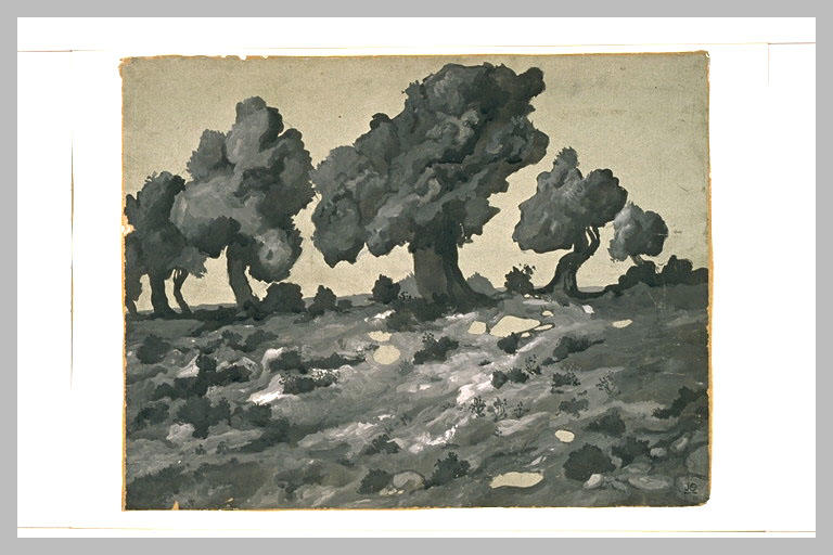 Cinq arbres au feuillage dense dans un paysage caillouteux_0