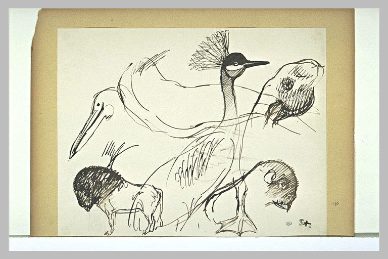 Bison, paon, tête de pélican, aigrette, phoques_0