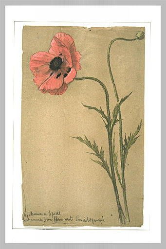Etude d'un coquelicot_0