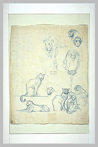 Diverses études de chats, de singes et de fauves_0