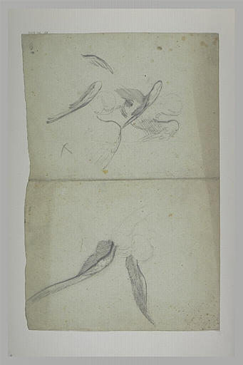 Etudes d'anges et d'ailes_0