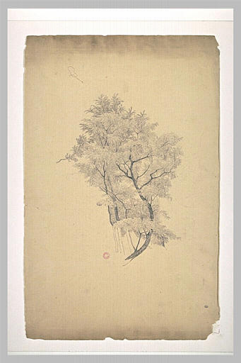 Etude d'arbres_0