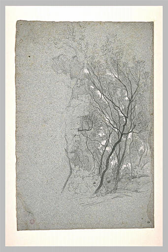 Etude d'arbres_0