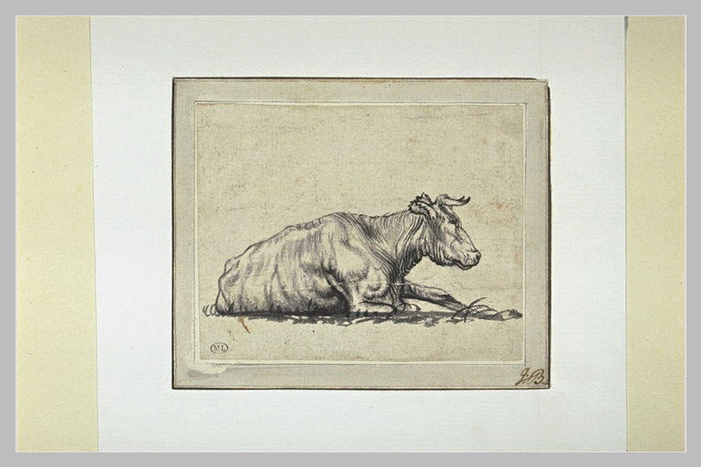 Vache couchée et vue de profil_0