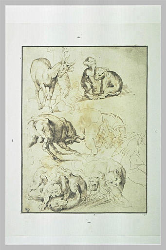 Etude d'un cerf, d'un ours, de taureaux, d'une hyène_0