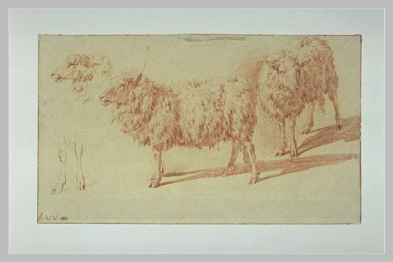 Feuille d'études de moutons_0