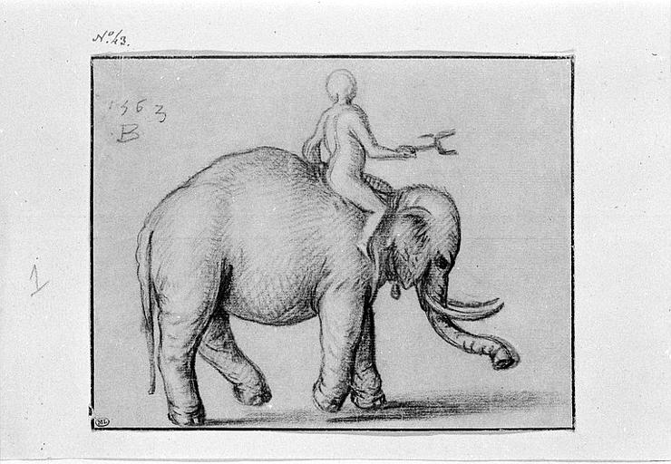 Eléphant marchant vers la droite, monté par un homme_0