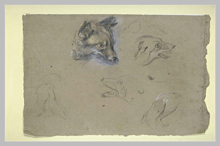 Etudes de renards_0